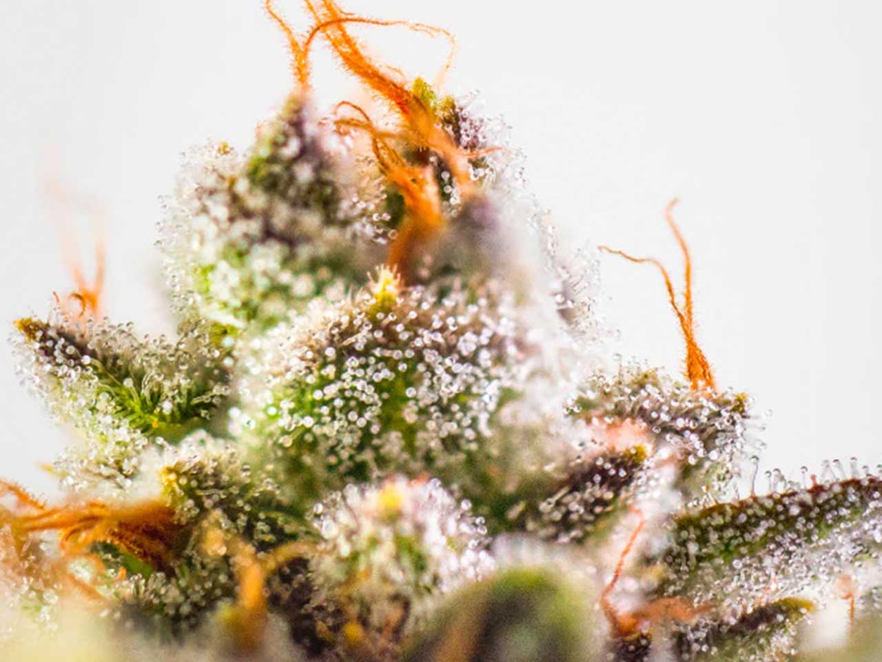 The Reason Behind the Growing Popularity of CBD Flowers - Oregon Valley Organics